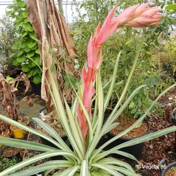 BESCHORNERIA yuccoides Flamingo glow