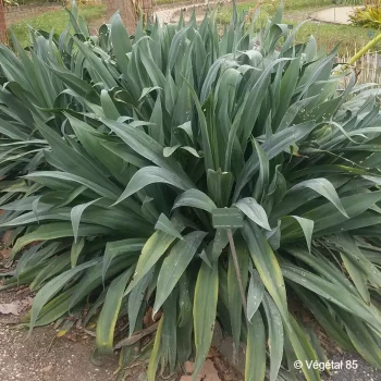 BESCHORNERIA yuccoides