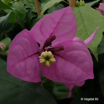 BOUGAINVILLEA spectoglabra Violet de mèze