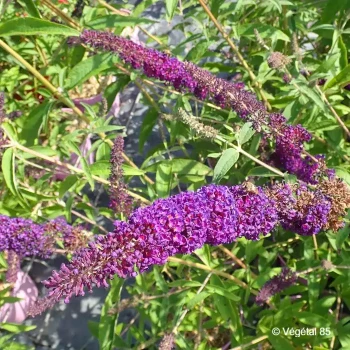 BUDDLEJA davidii Black knight