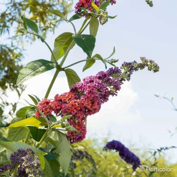 BUDDLEJA davidii Flower power