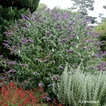 BUDDLEJA davidii Lochinch