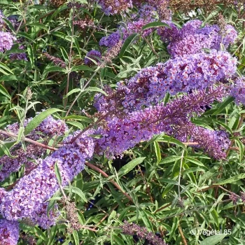 BUDDLEJA davidii Nanho blue