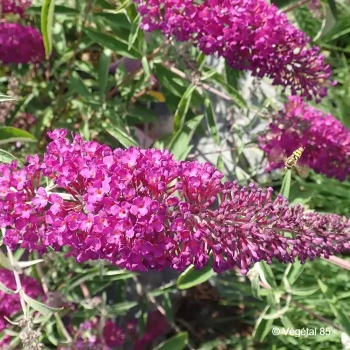 BUDDLEJA davidii Nanho purple
