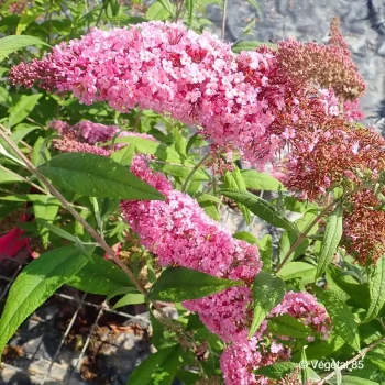 BUDDLEJA davidii Pink delight