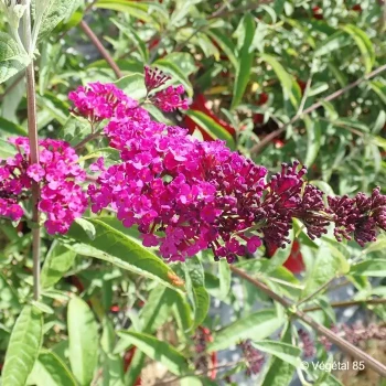 BUDDLEJA davidii Royal red