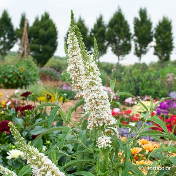 BUDDLEJA davidii White profusion