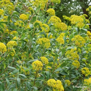 BUPLEURUM fruticosum