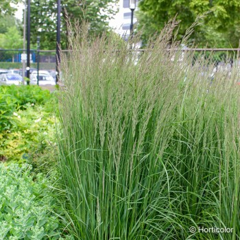 CALAMAGROSTIS x acutiflora Karl foerster