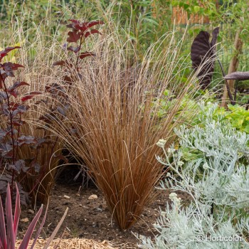 CAREX buchananii Red booster