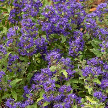 CARYOPTERIS x clandonensis Grand bleu