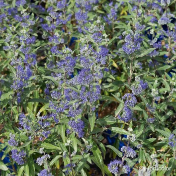 CARYOPTERIS x clandonensis Heavenly blue