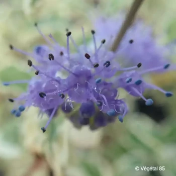 CARYOPTERIS x clandonensis White surprise