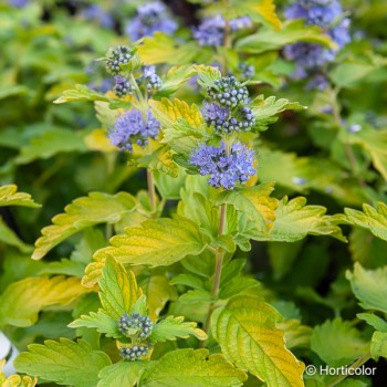 CARYOPTERIS x clandonensis Worcester gold