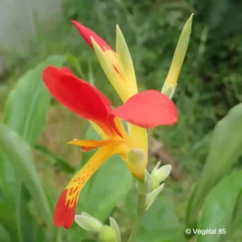 CANNA edulis