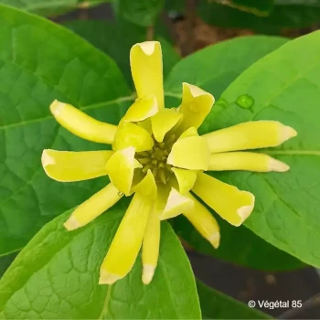 CALYCANTHUS floridus Athens