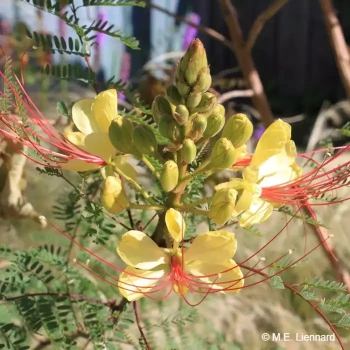 CAESALPINIA gilliesi