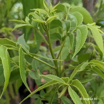 CARYA illinoinensis Delmas