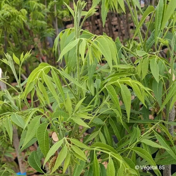 CARYA illinoinensis Pawnee