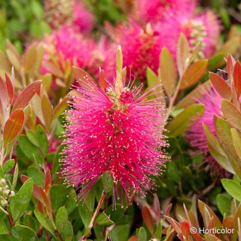 CALLISTEMON laevis Hotpink