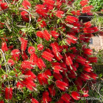 CALLISTEMON laevis