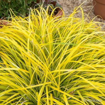 CAREX oshimensis Everillo