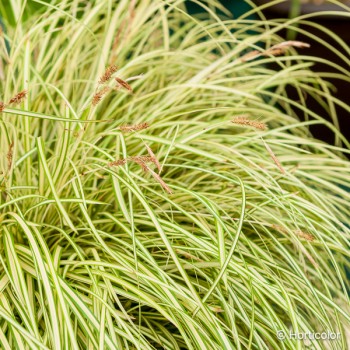 CAREX oshimensis Evergold