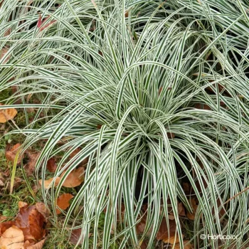 CAREX oshimensis Everest