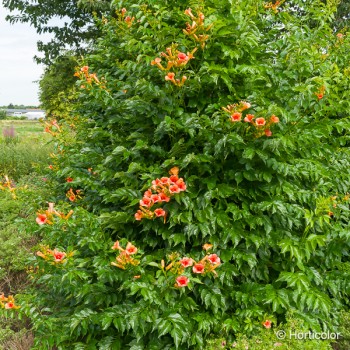 CAMPSIS radicans Indian summer