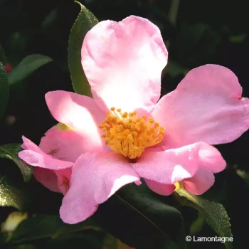 CAMELLIA sasanqua Cleopatra