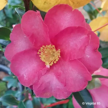 CAMELLIA sasanqua Kanjiro (rose vif)