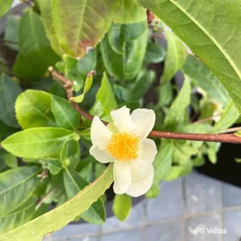 CAMELLIA sinensis Théojardin®
