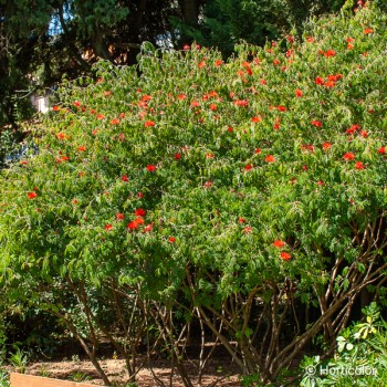 CALLIANDRA surinamensis