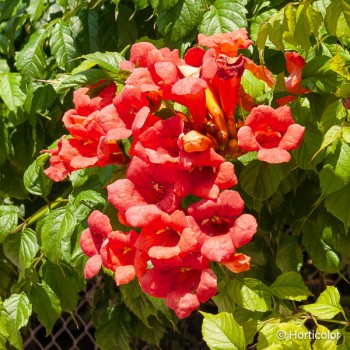 CAMPSIS tagliabuana Madame galen