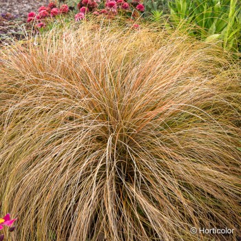 CAREX testacea Prairie fire