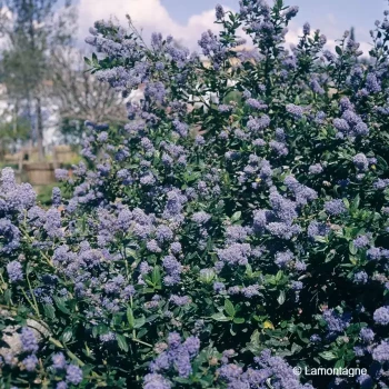 CEANOTHUS arboreus Trewithen blue