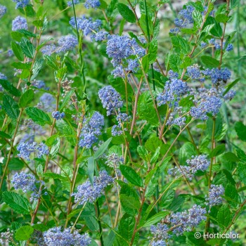CEANOTHUS x Autumnal blue