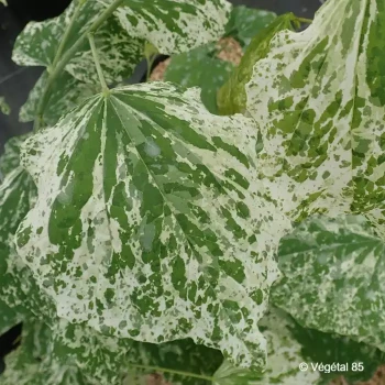 CERCIS canadensis Alley cat