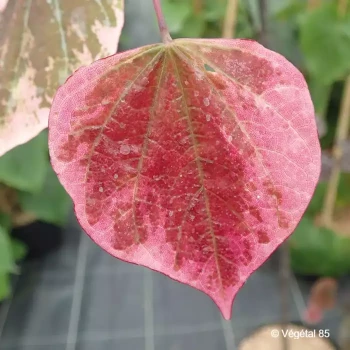 CERCIS canadensis Carolina sweetheart