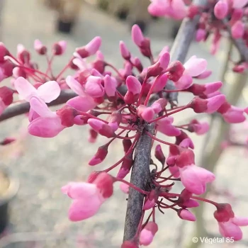 CERCIS canadensis Ruby falls