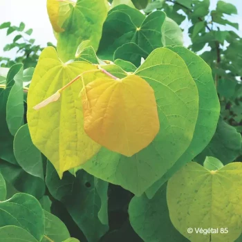 CERCIS canadensis The rising sun