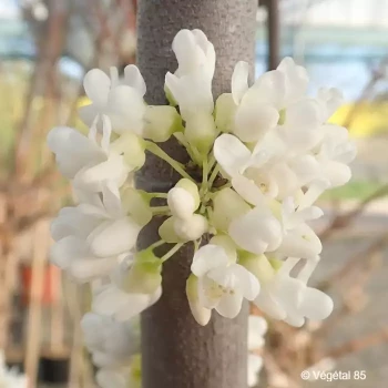 CERCIS canadensis Vanilla twist