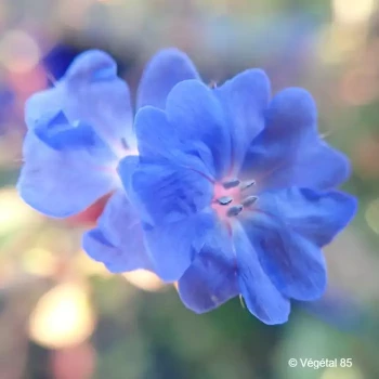 CERATOSTIGMA griffithii