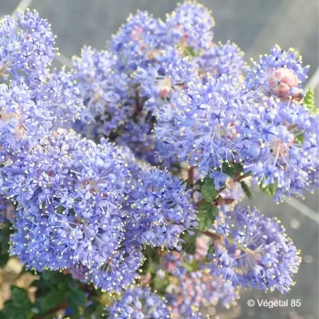 CEANOTHUS impressus Puget blue