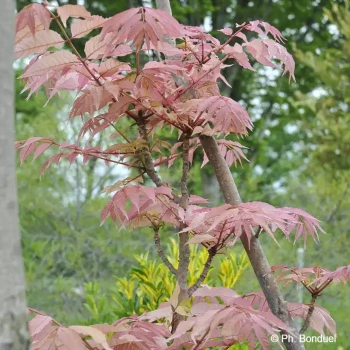 CEDRELA sinensis Flamingo