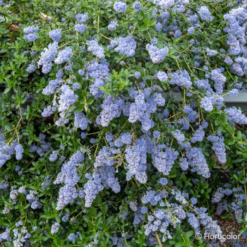 CEANOTHUS thyrsiflorus Repens