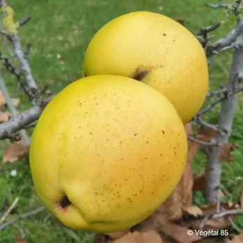 CHAENOMELES cathayensis