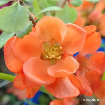 CHAENOMELES japonica Cido