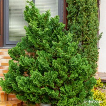CHAMAECYPARIS obtusa Nana gracilis