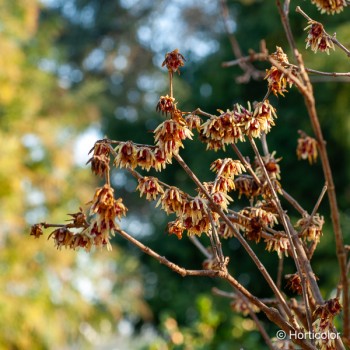 CHIMONANTHUS praecox